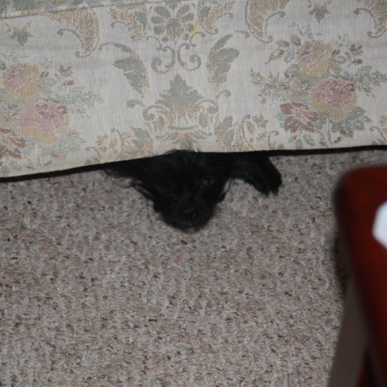 Trudy Hiding