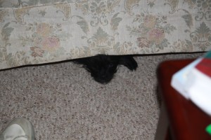 Trudy Hiding