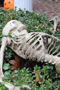Full-sized skeleton in the bushes
