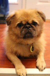 Murray, Brussels Griffon