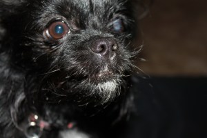 Trudy, Affenpinscher