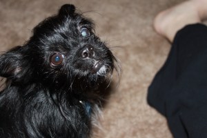 Trudy, Affenpinscher