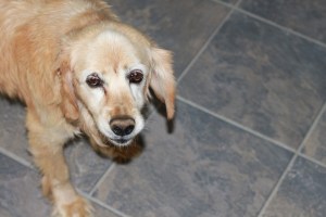 Dusty, Cocker Spaniel Mix