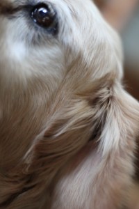 Dusty, Cocker Spaniel Mix