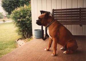 Bill, Boxer Bulldog