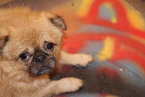 Murray, Brussels Griffon