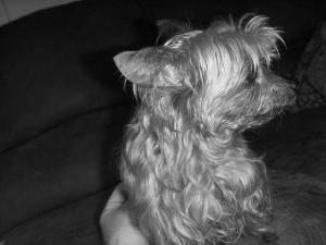 Shar, Yorkie