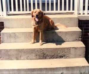 Springer, Golden Retriever