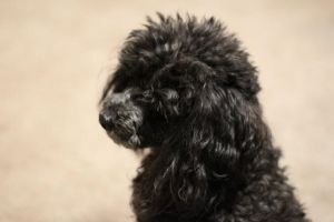 Tobey, Toy Poodle