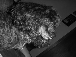 Tobey, Toy Poodle