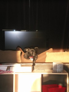 Trudy, Affenpinscher