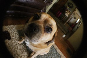 Chico, the Puggle
